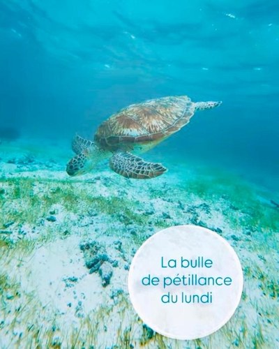 Tortue marine dans le lagon — @family.seacare