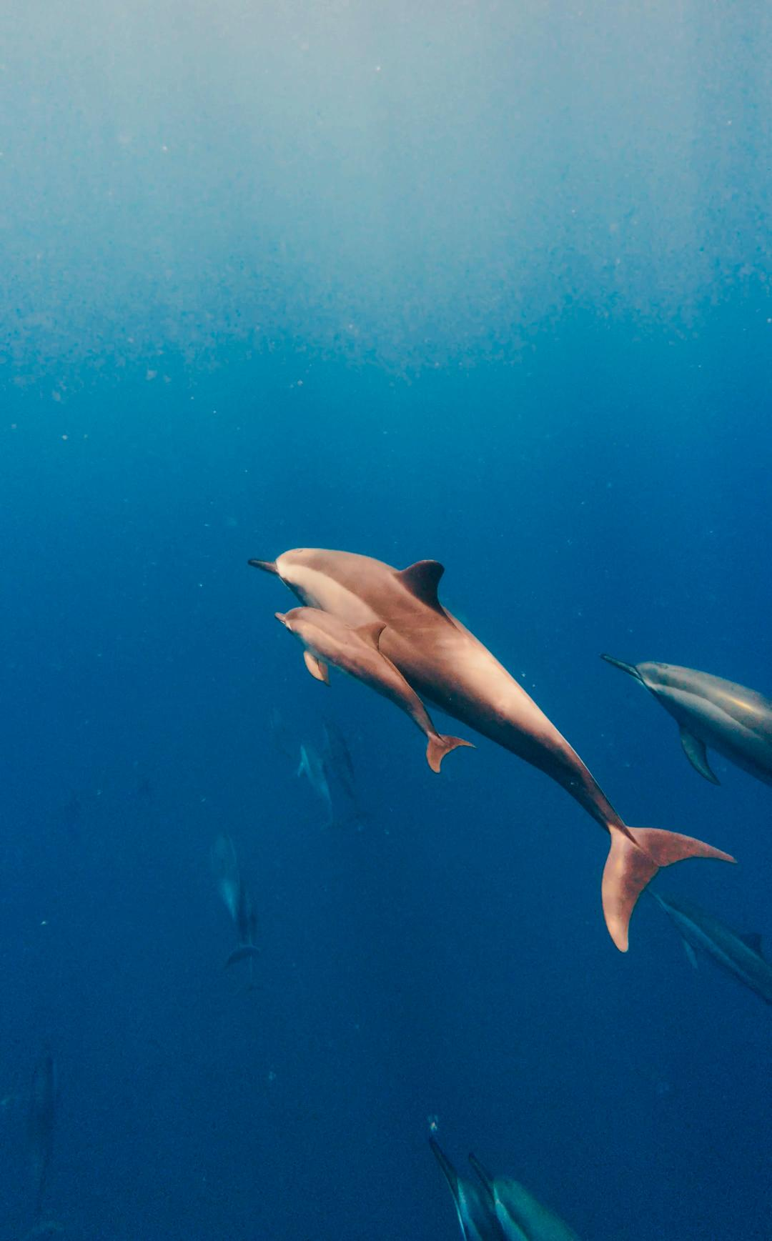 Sea Care Ocean
